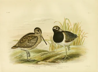 Agachadiza Australiana o Agachadiza de Latham, 1891